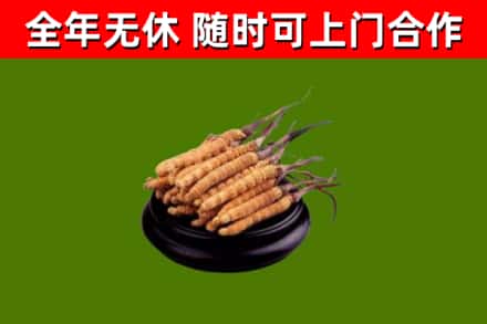 三元烟酒回收冬虫夏草.jpg